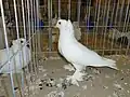 Međimurje Swallow Pigeon