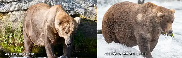 Two photos of a bear. It is skinny in the image labelled. It is fat in the image labelled September 20, 2019.