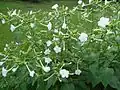 A four o'clock plant in full bloom.