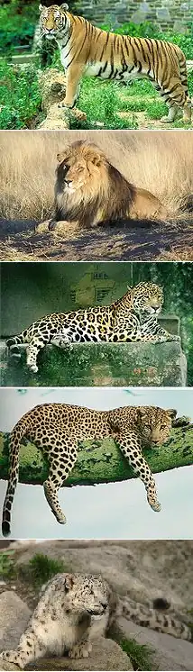 The genus Panthera, from top to bottom: the tiger, the lion, the jaguar, the leopard, and the snow leopard.