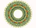 Measles virus nucleocapsid helix, top view