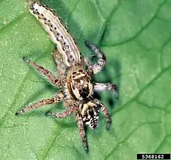 C. barbatus with prey