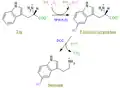 The pathway for the synthesis of serotonin from tryptophan