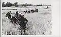 5th Marines sweep through elephant grass