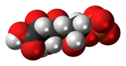 Space-filling model of the 6-phosphogluconic acid anion