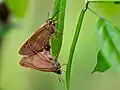 Mating pair
