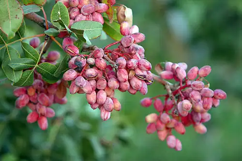 Pistachio