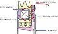 A-6 Double Flux clutch