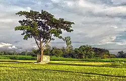 Crop Fields in Monohardi