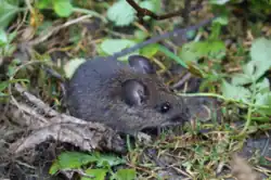Brown mouse