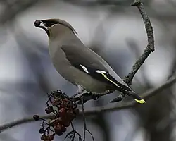 Bohemian waxwing, Vaxholm, Stockholm