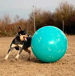 An Australian Cattle Dog pushing a large cyan ball