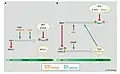 Hartmut C. Vodermaier (2004). "APC/C and SCF: Controlling Each Other and the Cell Cycle", Current Biology, 14 (787)