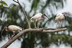 Three White Ibis birds perch on a branch