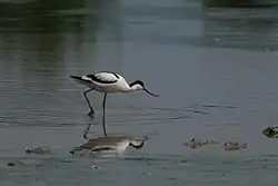 Pied avocet, Friuli-Venezia Giulia