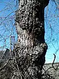 Bark of same