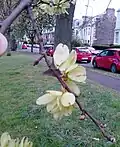 Samarae