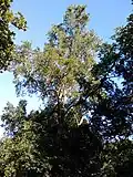 Plot-like field elm near Starbank Park, Edinburgh (2018)