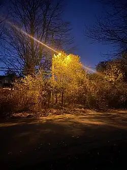 A high-pressure sodium street light in Toronto