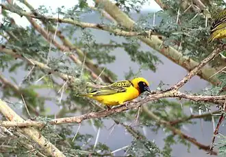 Adult male (Ngorogoro, Tanzania)