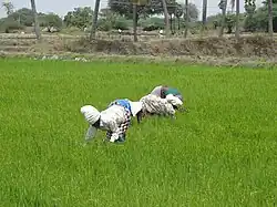 Weeding in Tamil Nadu