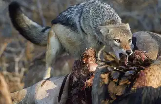 A black-backed jackal feeding on zebra carrion.