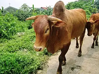 A brown Ongole Bull found in the Philippines