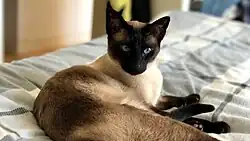 Traditional seal point Thai cat