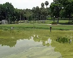A lake with its surface completely covered by green algae and a grassy park with some trees in the background.