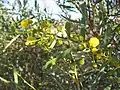 A. ligulata flowers, Sturt NP near Tibooburra NSW