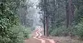 Inside a tropical moist deciduous forest