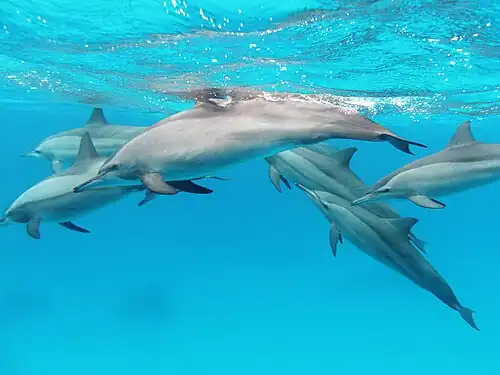 A pod of spinner dolphins in the Red Sea