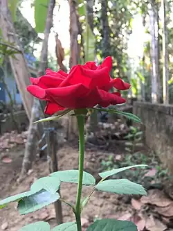 Red rose (mentioned by Elena Bulgakova)