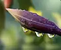 Droplets of water refracting a small flower