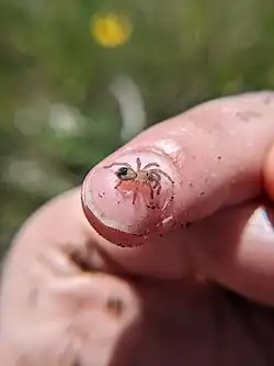 An A. hentzi spiderling sits on a human index finger. It is brown with a black spot on its abdomen. It is smaller than the fingernail.