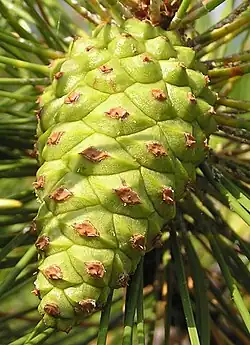 Immature 2nd-year cone of Pinus nigra, light brown umbo on green cone scales