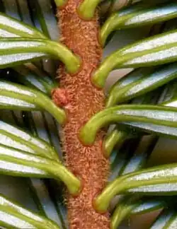 Close-up of shoot from below