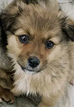 Image 14A mongrel puppy (from Puppy)