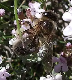 Bee (Apis mellifera) over Thymus vulgaris, Castelltallat, Catalonia