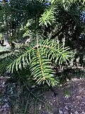 Abies cephalonica twig on Mt. Erymanthos.