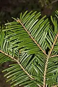 In Abies grandis and many other species with spirally arranged leaves, each leaf is twisted near its base to maximize light absorption.
