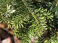 Most firs are in between flat and radial, often with longer leaves at the sides, and shorter leaves above the shoot; here, A. mariesii in Japan