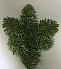 Foliage