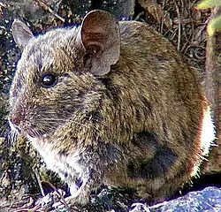 Brown chinchilla rat