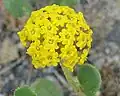Abronia latifolia
