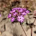Abronia pogonantha