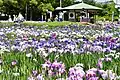 Aburagabuchi park