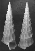 shell