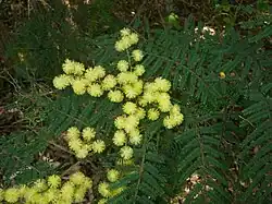 Picture of a twice-pinnate compound leaf and pale yellow globular flower clusters