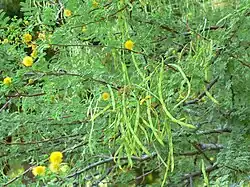 Vachellia constricta seed pods